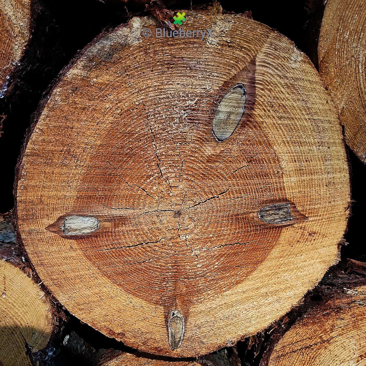 Cross-section of tree trunk showing concentric growth rings in brown and tan hues