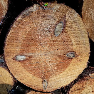 Tree Ring Cross Section