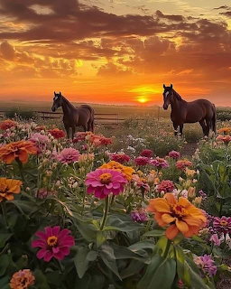 Two brown horses standing in a colorful zinia flower field at sunset with dramatic orange sky