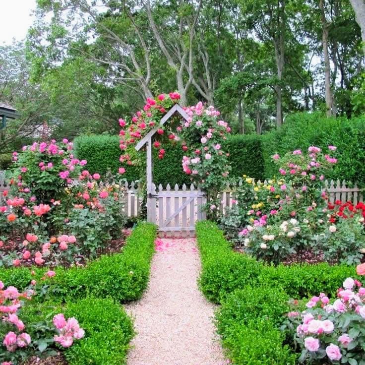 Garden path with trimmed hedges, white arbor, and blooming rose bushes in pink, white, and peach