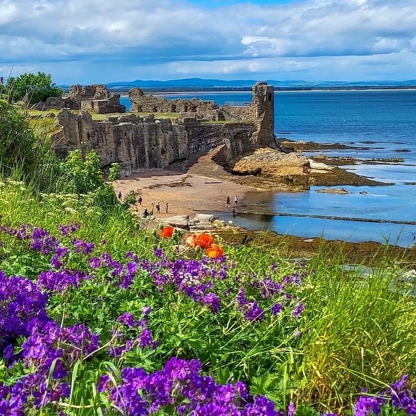 St Andrews Castle ruins by the sea with purple wildflowers in the foreground