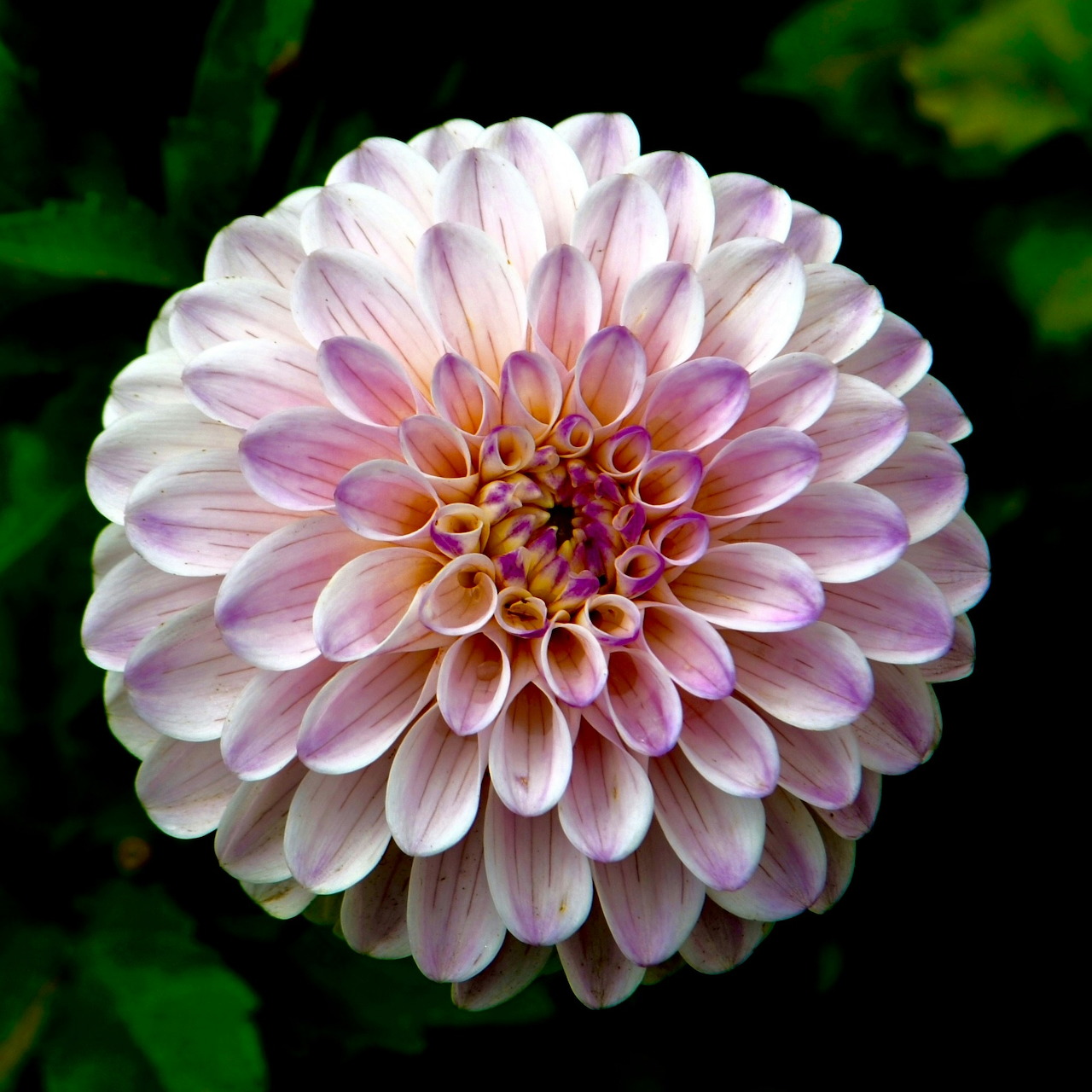Pink and White Dahlia Flower