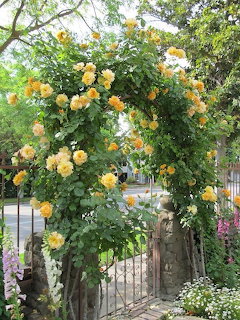 Garden arch covered in blooming yellow roses over a small metal gate in a residential yard