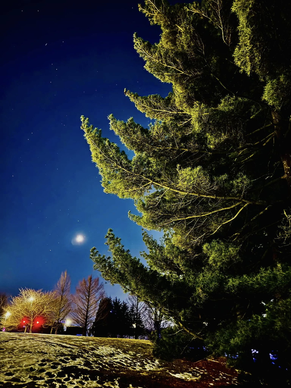 Night sky with moon and stars above tall pine trees with colorful lights in a park