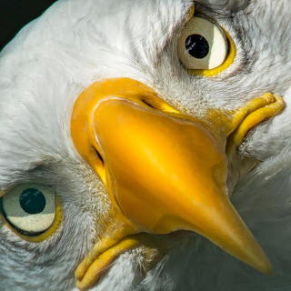 Close-Up Eagle Faces
