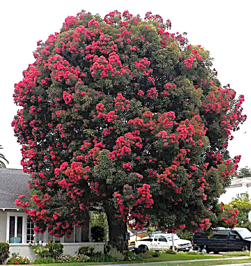 Large Metrosideros excelsa tree covered in bright red blooms in a suburban street setting