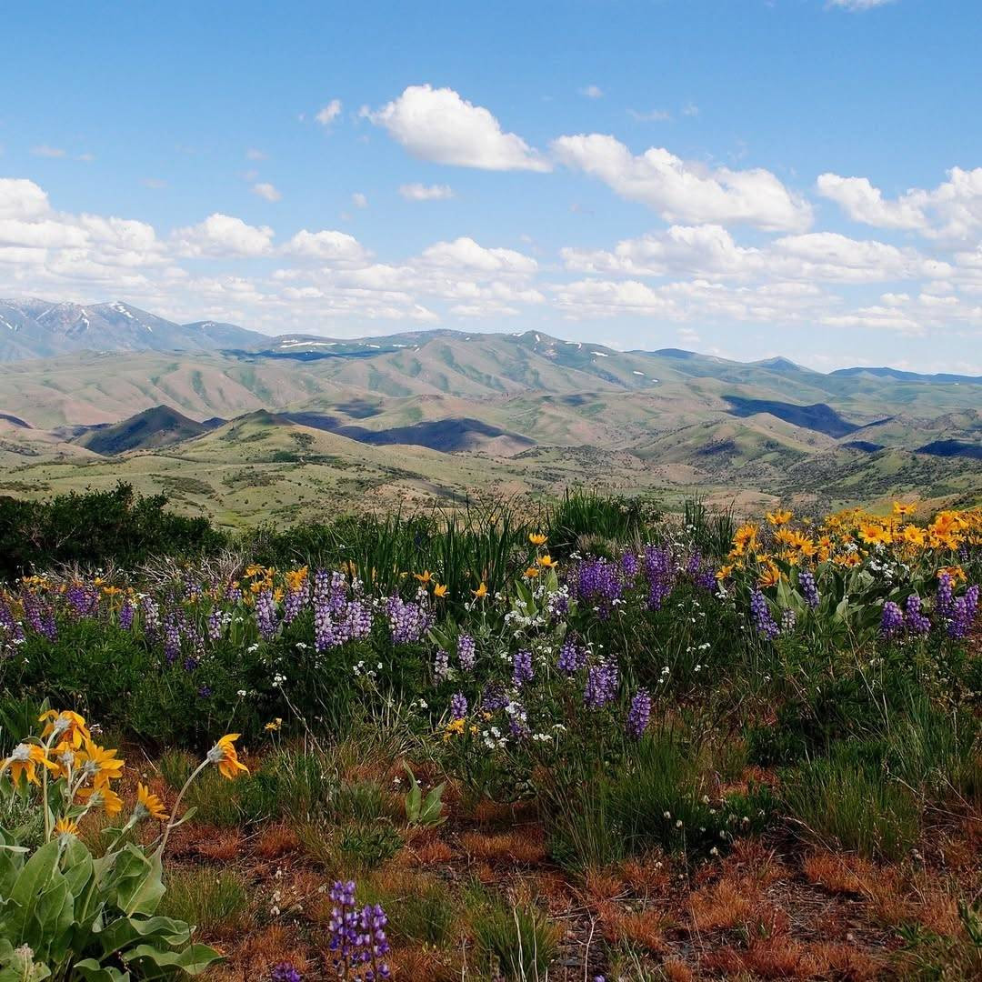 High Desert Landscape