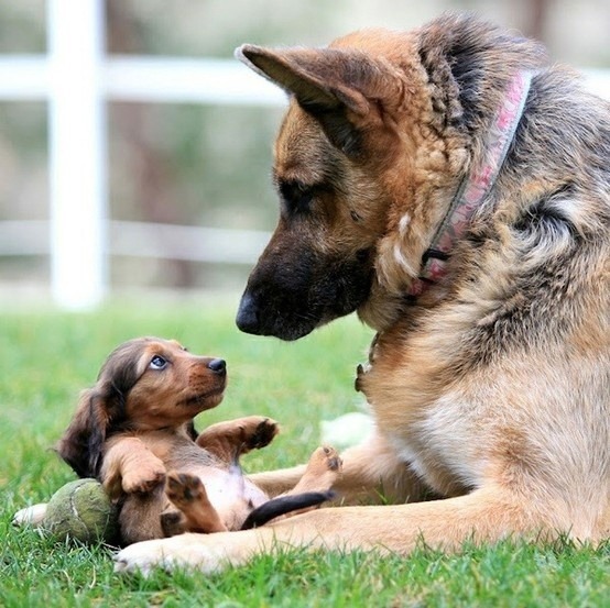 German Shepherd lying on grass with brown puppy playing together