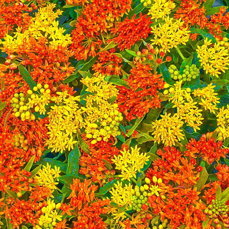 Dense clusters of bright orange and yellow milkweed flowers with green leaves