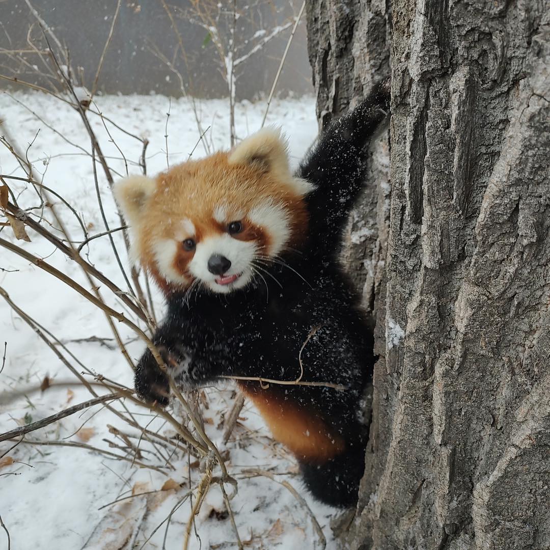 Young red panda on snowy tree trunk with snowflakes falling