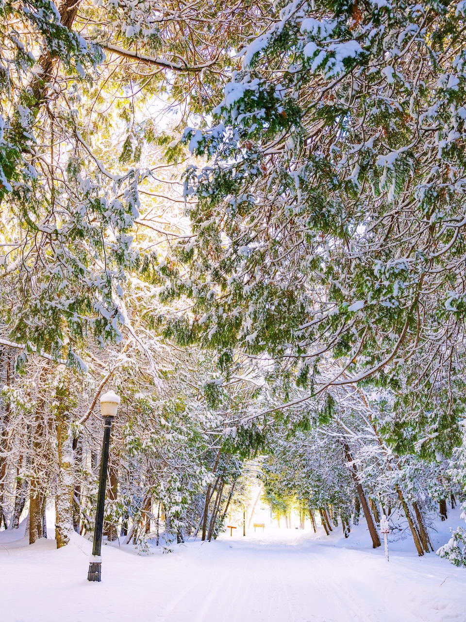 Snowy Winter Forest Path