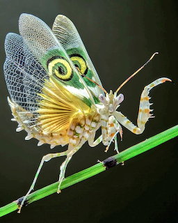 Spiny Flower Mantis