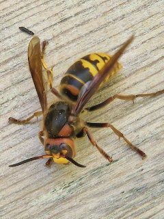 Close-up of a European hornet with yellow and black stripes on a wooden surface