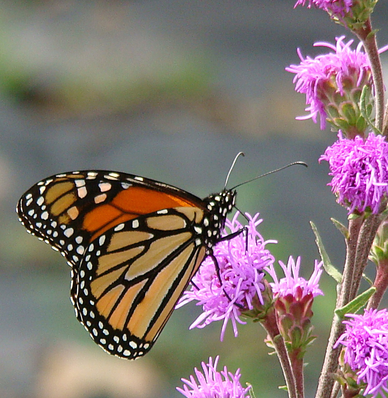 Monarch Butterfly on Flower