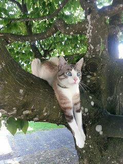 White and tabby cat with blue eyes resting on a large tree branch outdoors