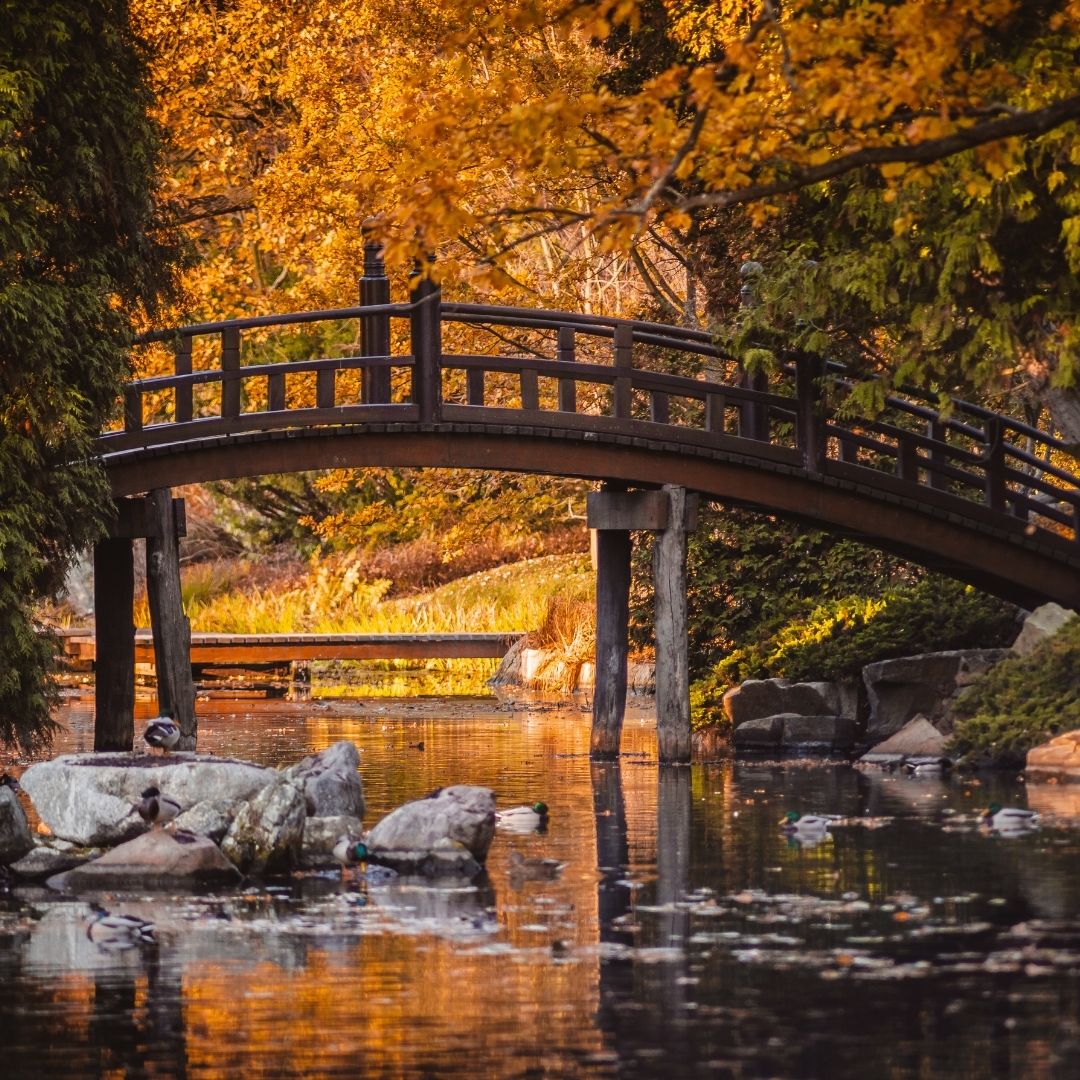 Curved wooden bridge over a pond with golden autumn trees and rocks