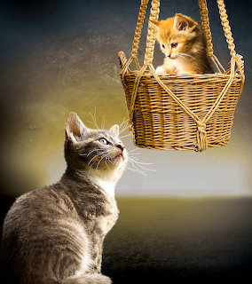 Kitten in Basket Swing
