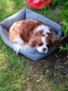 Brown and white dog sleeping in gray cushioned bed on grass