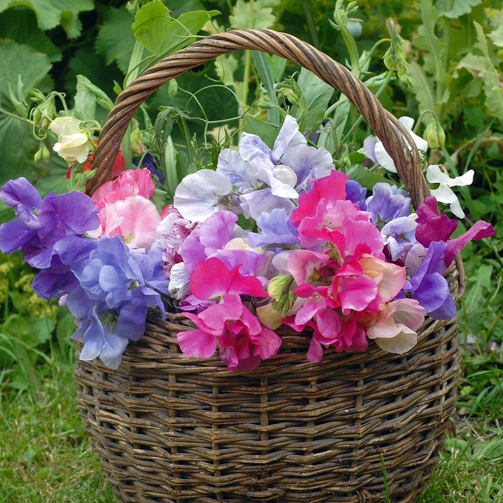 Sweet Peas in Basket