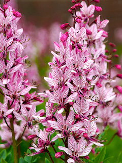 Pink and white striped burning bush flowers in bloom with green foliage background