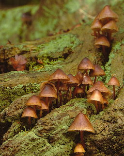Row of small brown mushrooms growing on a mossy log in the woods