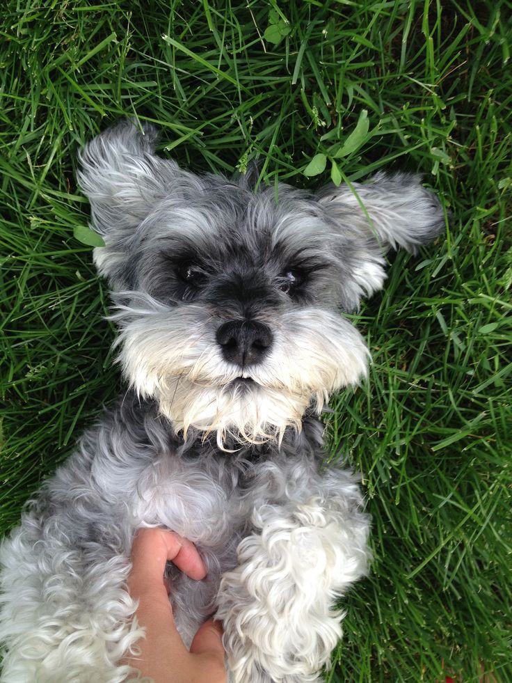 Gray and white schnauzer puppy on grass looking at camera