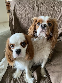 Two Cavalier King Charles Spaniels with white and brown markings sitting on a couch