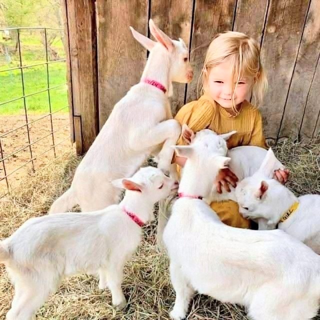 Girl with Baby Goats