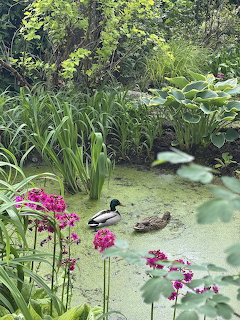 Two ducks swimming in a green garden pond surrounded by leafy plants and pink flowers.