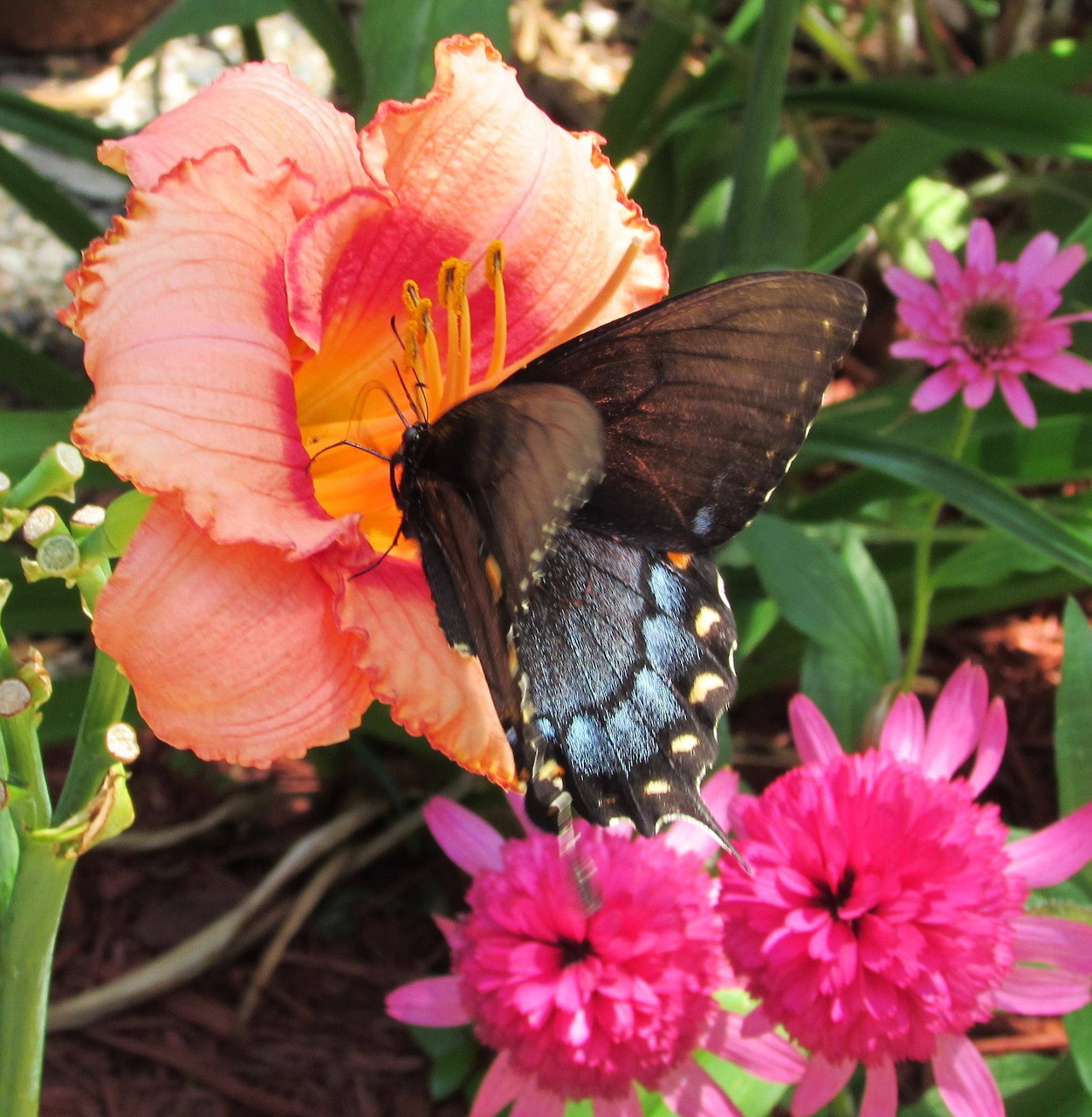 Black swallowtail butterfly on peach daylily with pink coneflowers in garden