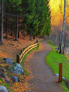 Winding forest path with wooden fence, autumn leaves, evergreen and birch trees in golden light