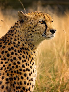 Close-up of a cheetah with a suspicious sideways look in golden grass