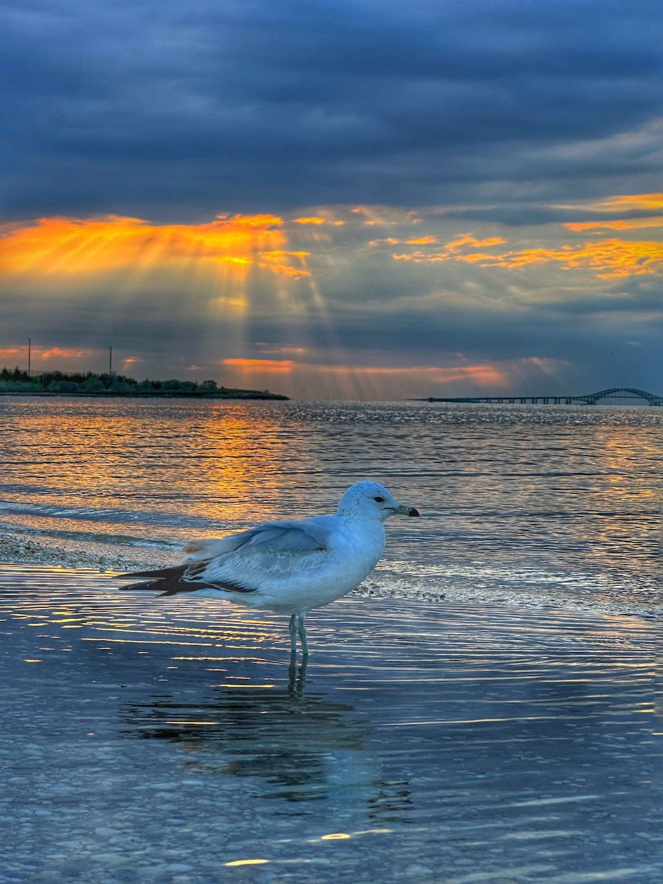 Seagull at Sunset Shore