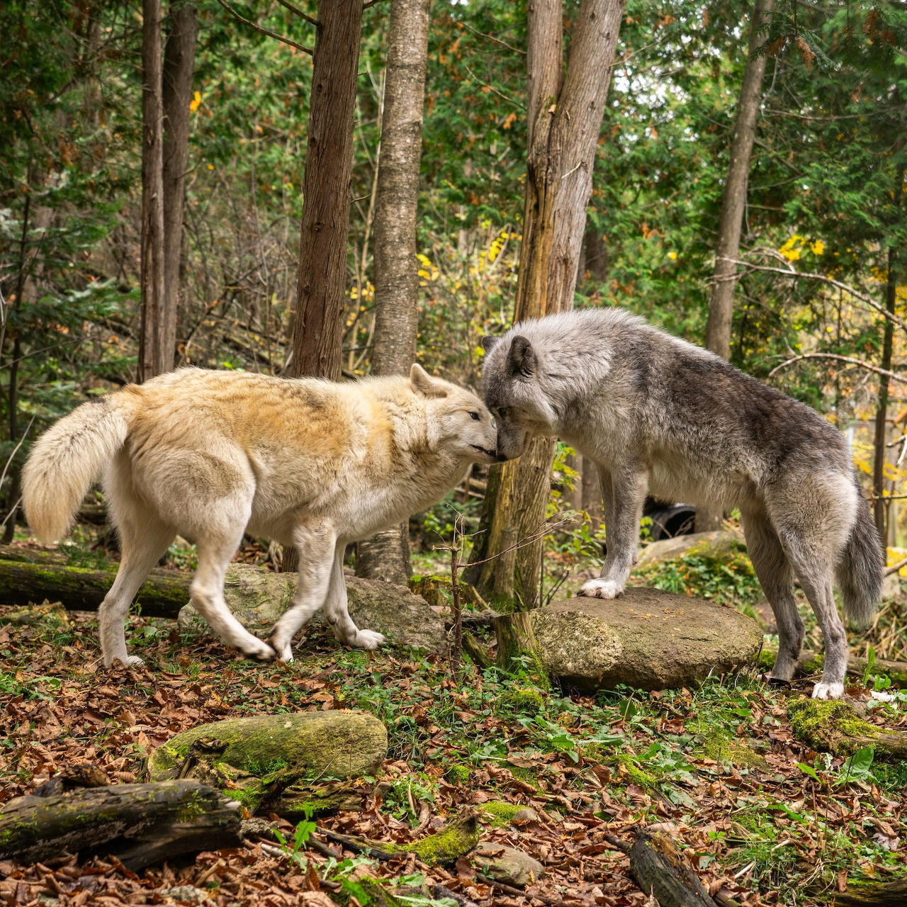 Forest Wolves