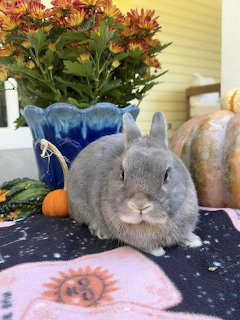 Gray dwarf rabbit sitting on a sun-patterned tablecloth with pumpkins and orange chrysanthemums behind it
