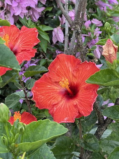 Red Hibiscus Flower