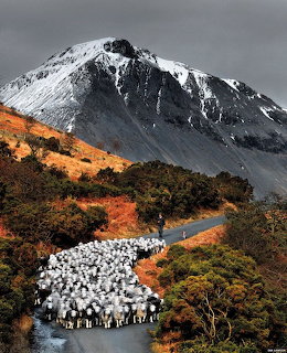 Flock of sheep on a winding road below a snow-capped mountain