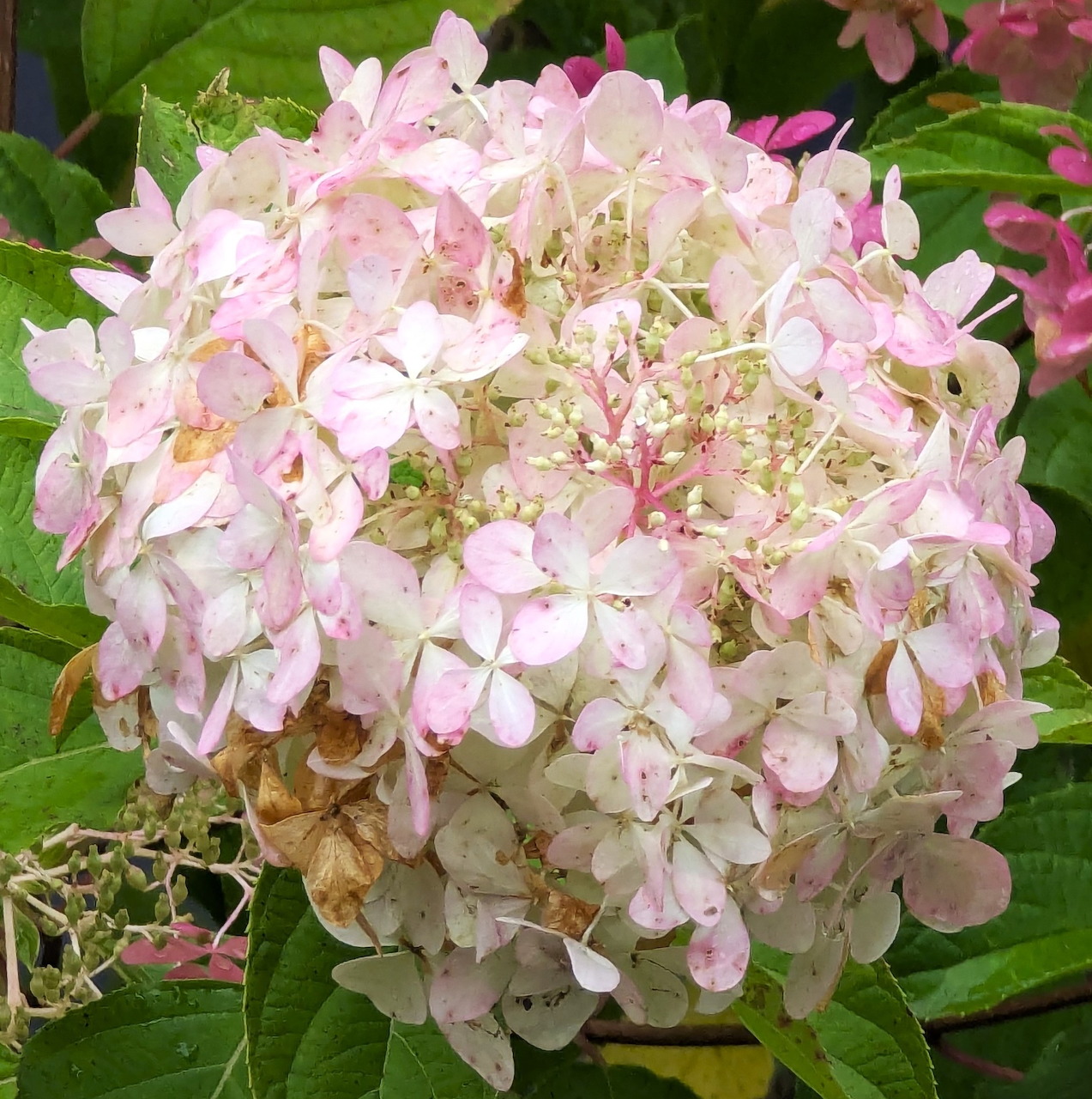 Close-up of a pink and white hydrangea flower cluster with green foliage in the background
