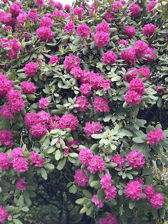 Pink Rhododendron Bloms