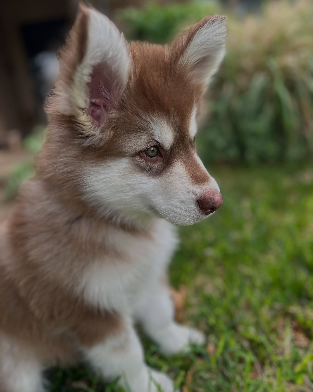 Brown and white Siberian Husky puppy sitting on grass
