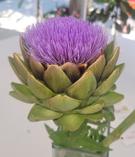 Close-up of a blooming artichoke with purple thistle flowers and green bracts