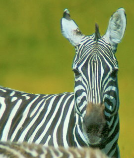 Close-up of a zebra facing forward with a green blurred background