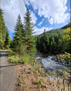 Mountain Stream and Evergreen Forest