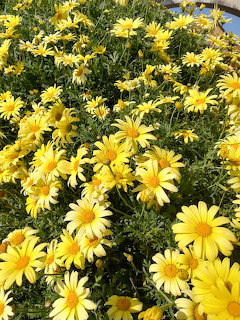 Dense cluster of bright yellow daisy flowers bloming in a sunny garden