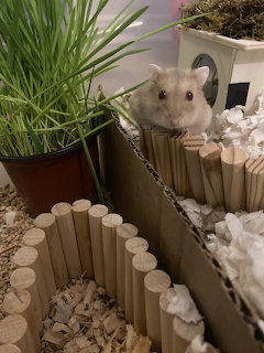 Hamster Peeking Over Fence