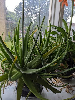 Potted aloe plants on a sunlit windowsill with trees outside