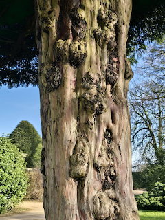 Yew Tree Trunk