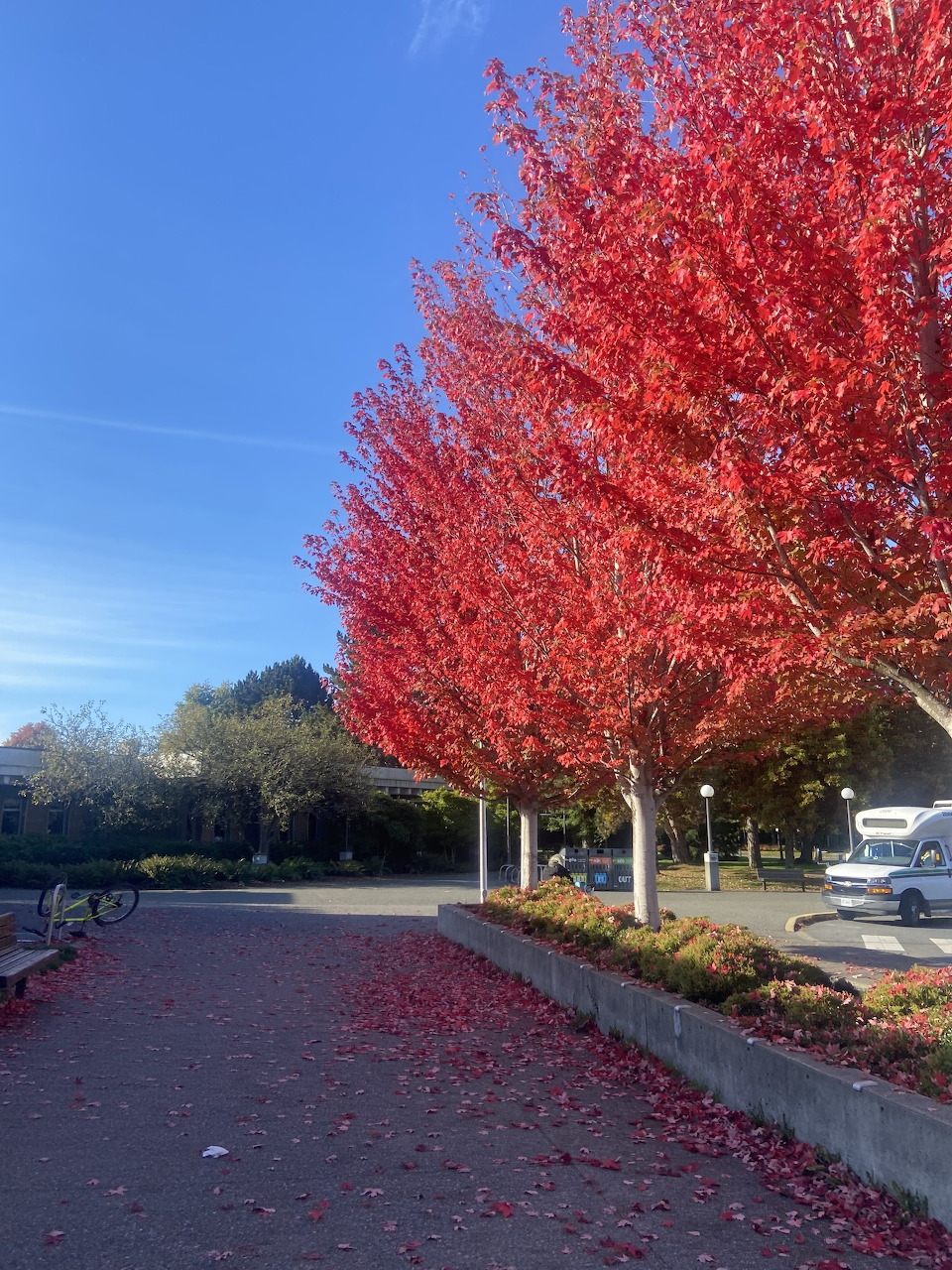 Pathway lined with bright red autumn trees under blue sky with fallen leaves on ground