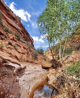 Red sandstone canyon with shallow stream, green trees, and blue sky in Arizona