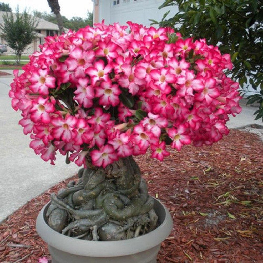 Flowering adenium bonsai with pink blossoms and exposed roots in a round pot outdoors
